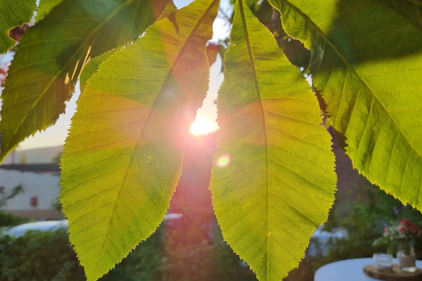 Solnedgang ved et arrangement