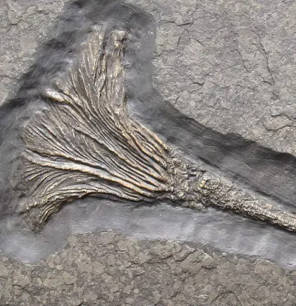 Museum Terra Triassica